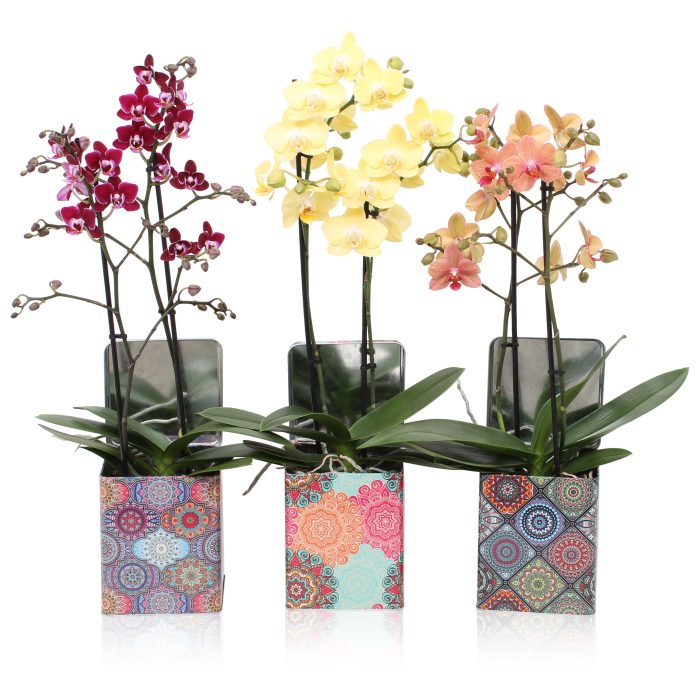 Phal. Multi 2-tak mix in BGC179 Blik Indian Summer, D 12