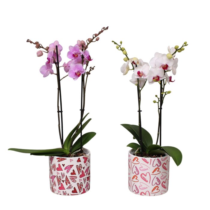 Phal. Multiflora 2-tak mix in keramiek BGC026 Julia keramiek, D 12