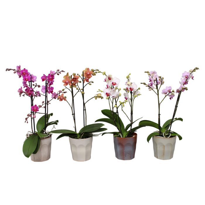 Phal. Multiflora 2-tak mix in keramiek BGC965, D 12