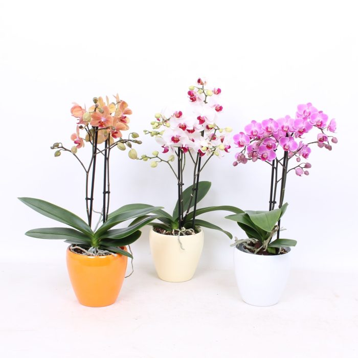 Phal. Multiflora 2-tak mix in sofia keramiek wit /geel/oranje, D 12