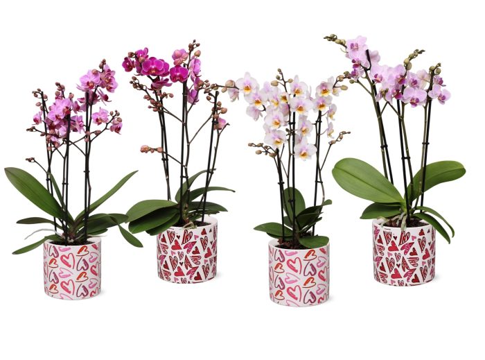 Phal. Multiflora 3-tak mix in keramiek BGC026 Julia keramiek, D 12