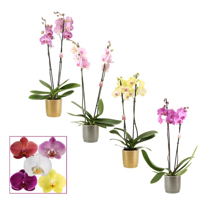 Phalaenopsis 2 tak 14+ mix in Gabriël (Deco-collection), D 12