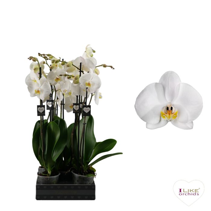 Phalaenopsis Cambridge - 3 tak 70cm, D 12