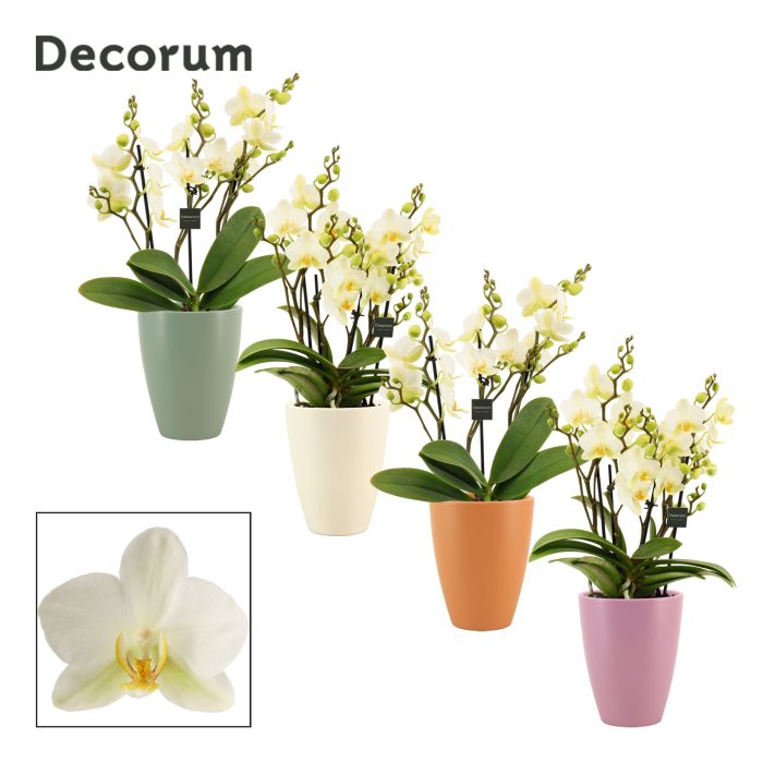 Phalaenopsis dazzling Lausanne 3-4 tak in Carly (Craft world-col, D 12