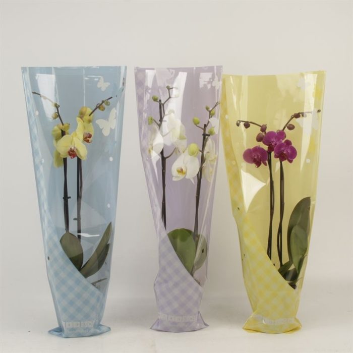 Phalaenopsis gemengd 2 tak gemengd in vlinder zomerhoes, D 12