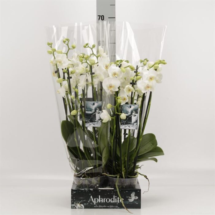 Phalaenopsis overig wit 6 tak wit Goddess, D 12