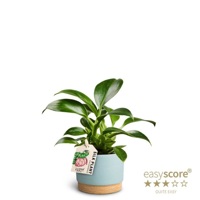 PHILODENDRON ERUBESCENS 'GREEN PRINCESS' 40625087 WB Sky Blue, D 7