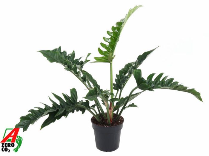 Philodendron Narrow P19, D 19