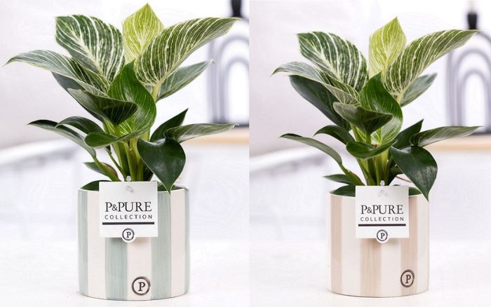 Philodendron White Wave in P&PURE Eline 2 ceramics ass.2, D 12