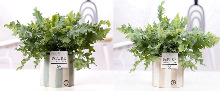 Phlebodium Davana in P&PURE Eline 2 ceramics ass.2, D 12