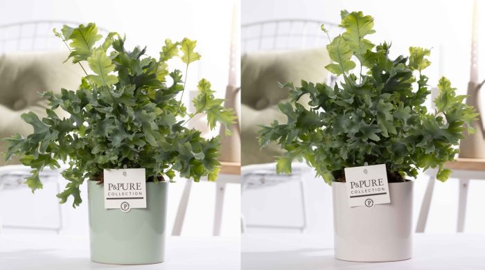 Phlebodium Davana in P&PURE Essential ceramics ass.2, D 12