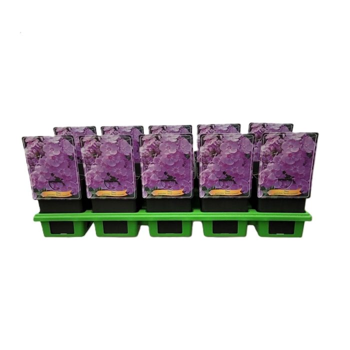 Phlox Paniculata 'David Lavender' P11, D 11