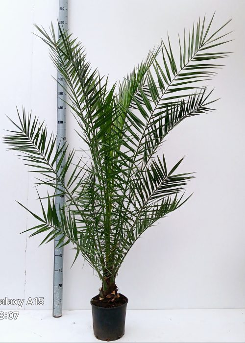phoenix canariensis, D 25