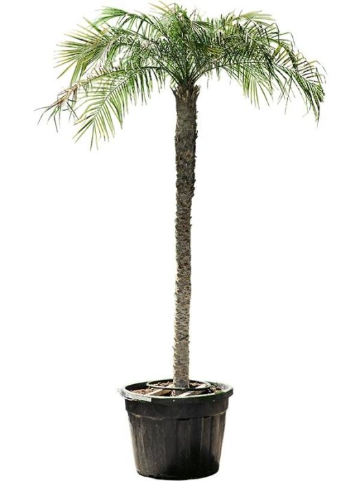 Phoenix roebelenii, D 75