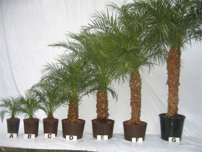 PHOENIX ROEBILINI HYDRO, D 32