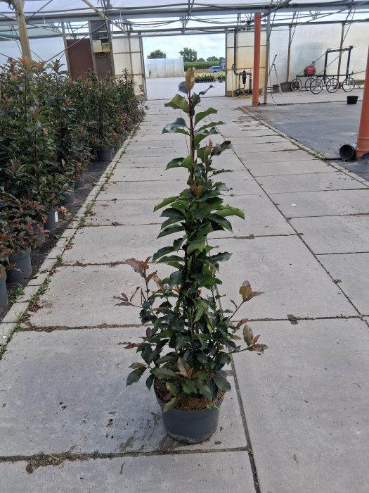 Photinia fra. 'Magical Volcano', D 29