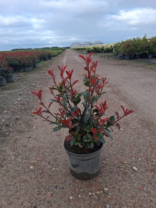 Photinia fra. 'Perfecta'®, D 23