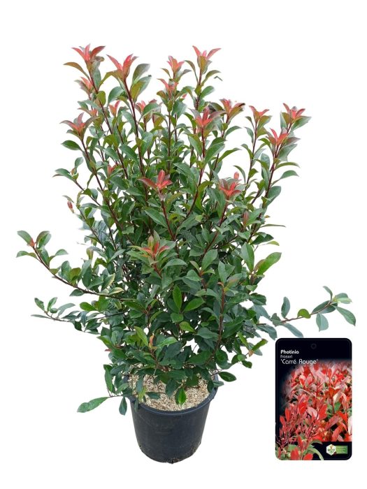 Photinia fras. 'Carre Rouge', D 40