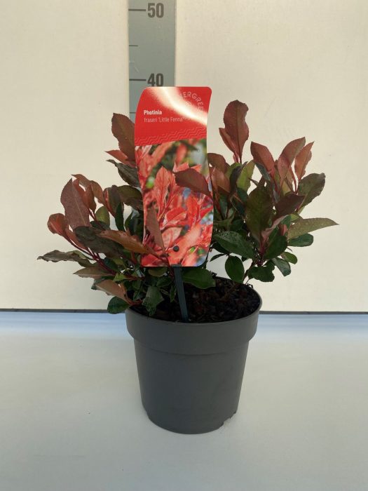 Photinia fraseri 'Little Fenna', D 17