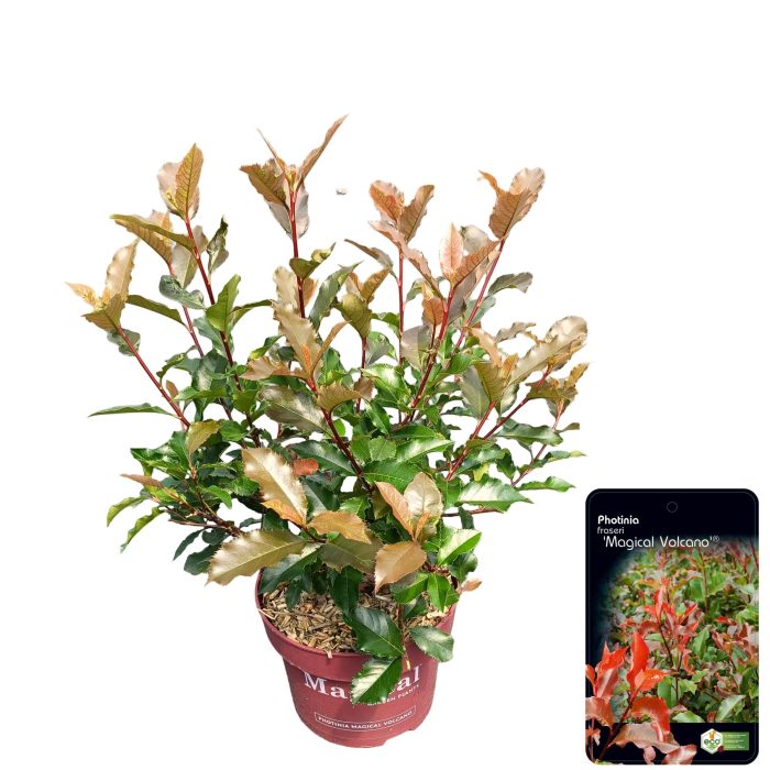 Photinia fraseri 'Magical Vulcano', D 23