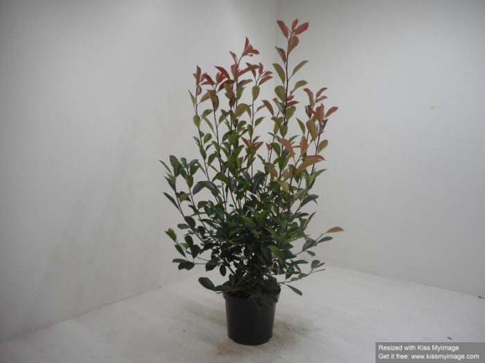 Photinia fraseri 'Red Robin', D 32