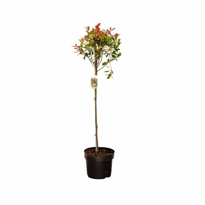 Photinia fraseri Carré Rouge, kroon, D 29