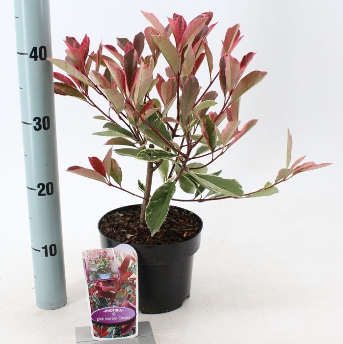 Photinia fraseri Pink Marble ('Cassini'PBR), D 17