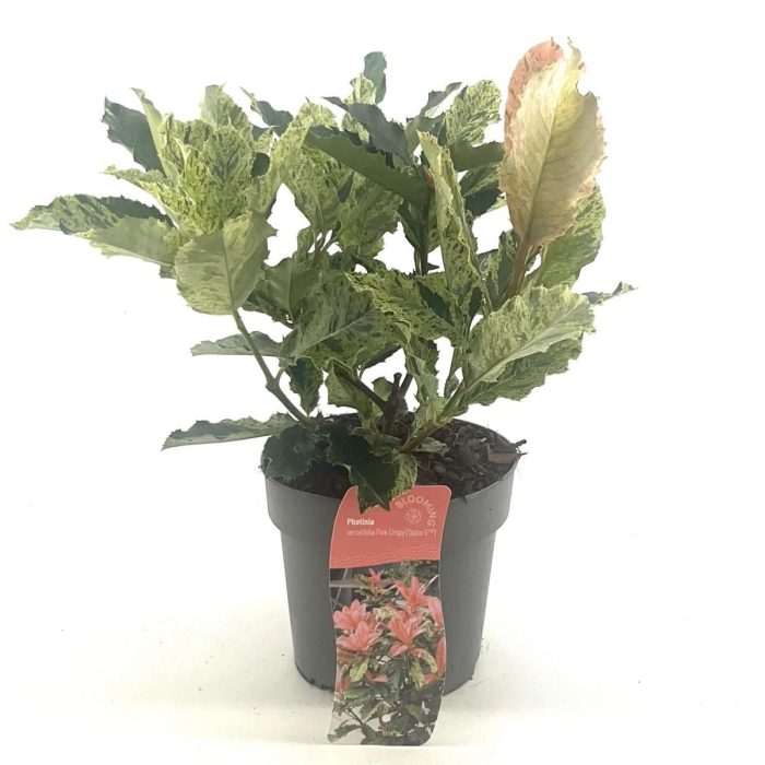 Photinia serratifolia Pink Crispy, D 17