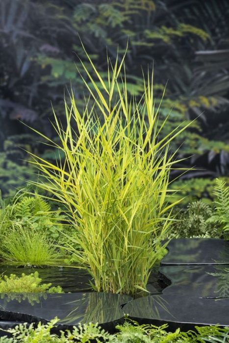 Phragmites australis Variegata, D 9