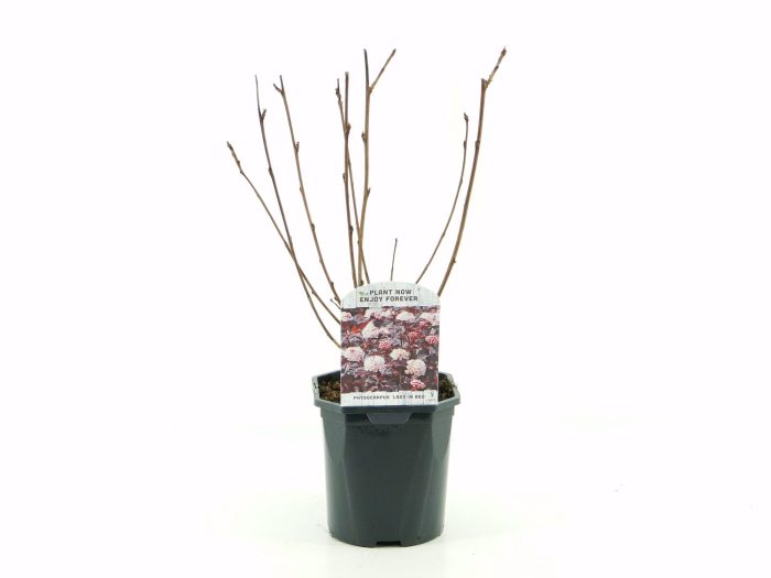 Physocarpus op. Lady in Red, D 17