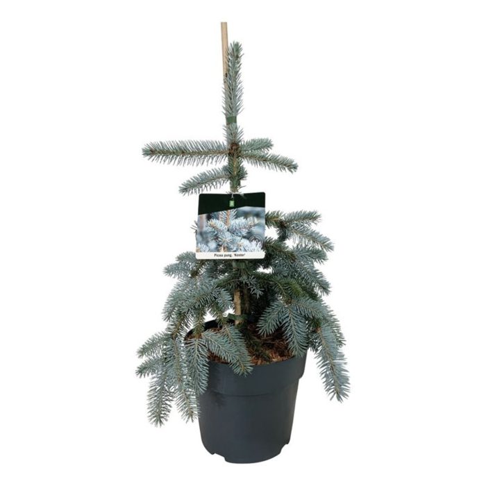 Picea pung. 'Koster', D 26
