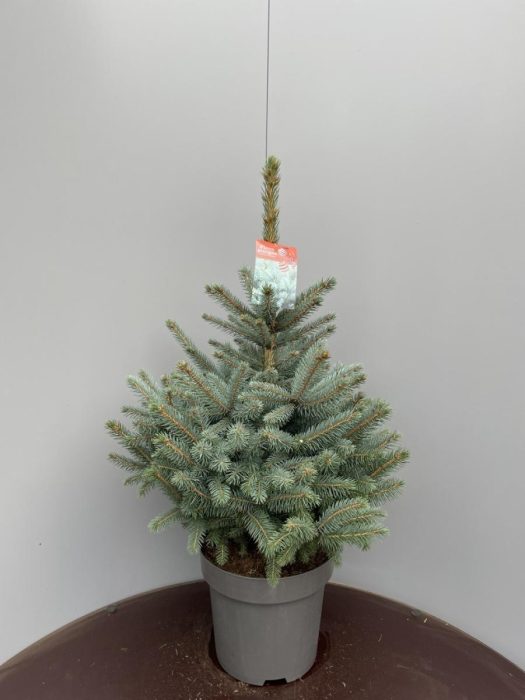Picea pung. Super Blue Seedling, D 32