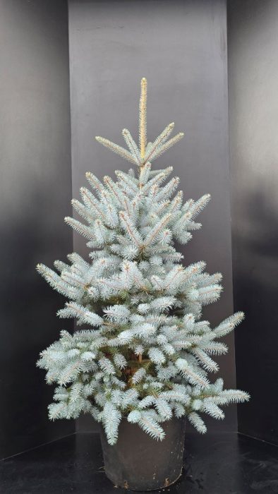Picea pungens Edith C45, D 49