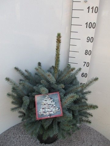 Picea pungens Super Blue 60-80 P28, D 28