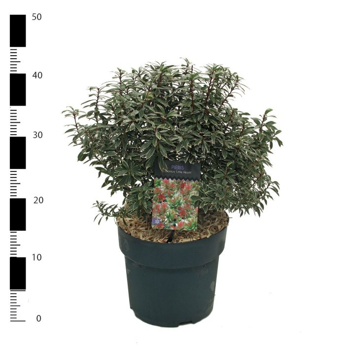 Pieris jap. 'Little Heath', D 23