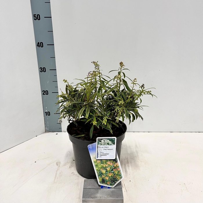 Pieris jap. 'Sangria', D 19