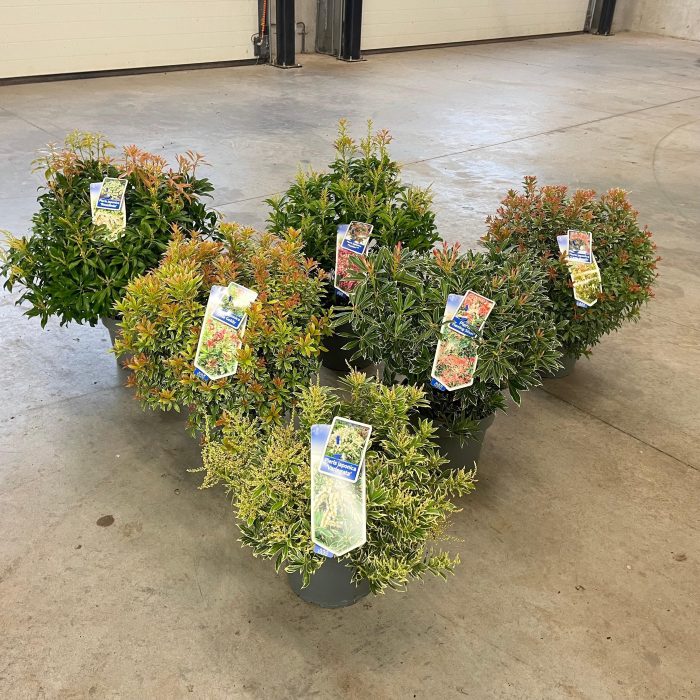 Pieris jap. mix (minimum order one layer), D 23