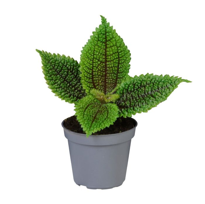Pilea Moon Valley, D 6