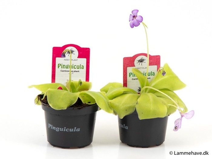PINGUICULA WESER 'TINA', D 9