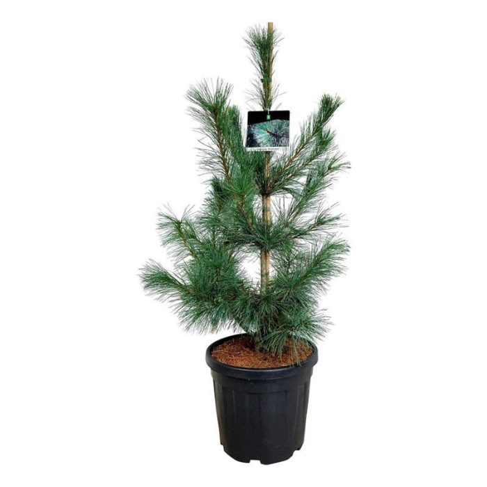 Pinus mont. 'Ammerland', D 40