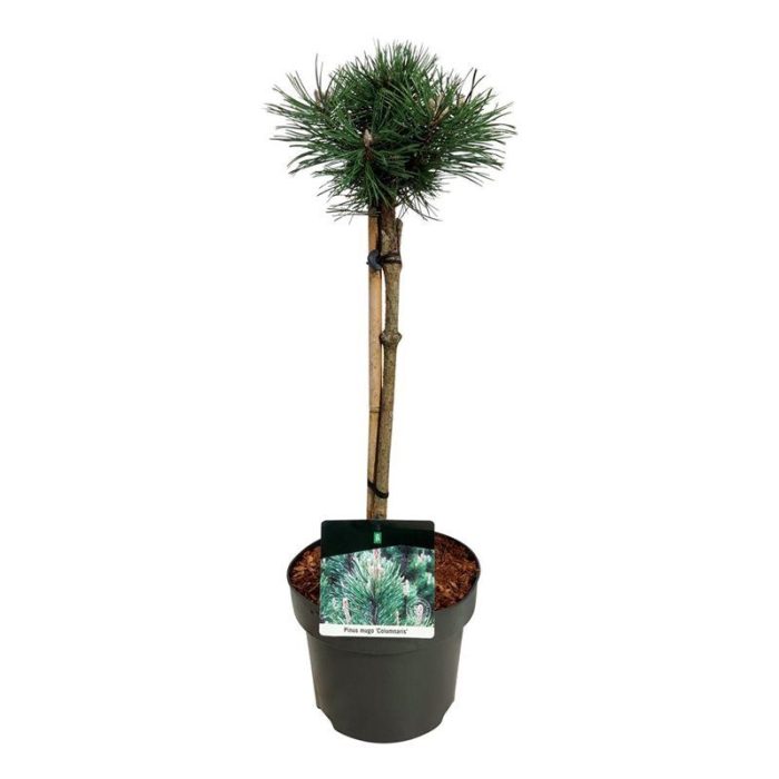 Pinus mugo 'Columnaris', D 23