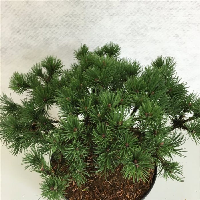 Pinus mugo 'Corley's Mat', D 26