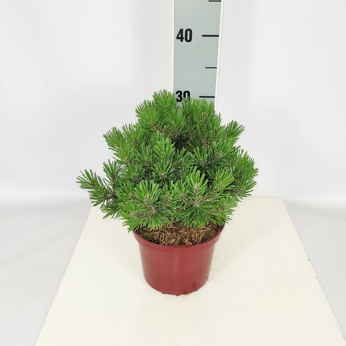 Pinus mugo 'Mops' C2 15-20, D 17