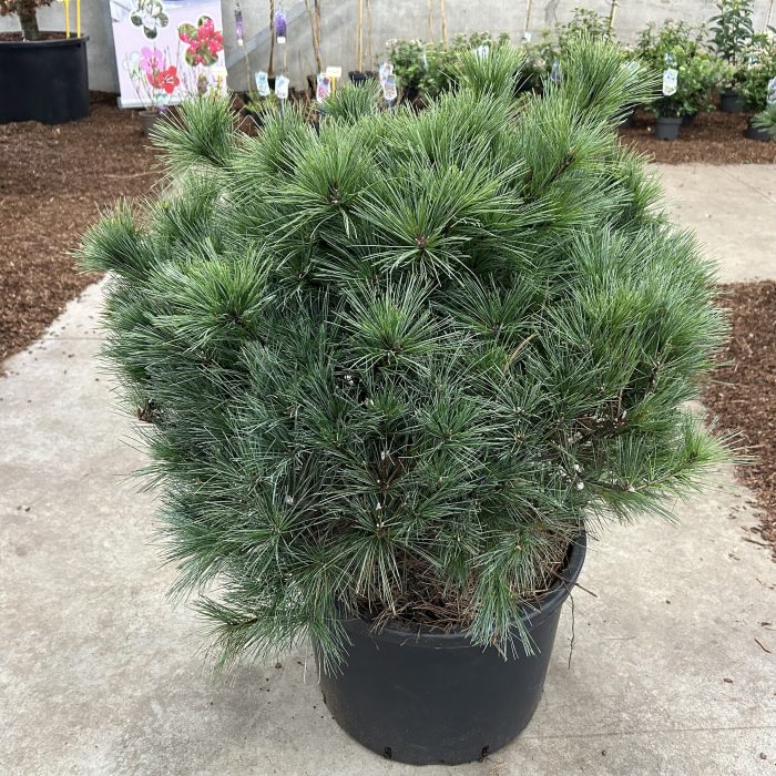 Pinus strobus 'Bergman's Mini', D 40