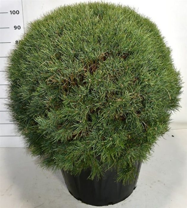 Pinus sylvestris 'Watereri', D 65