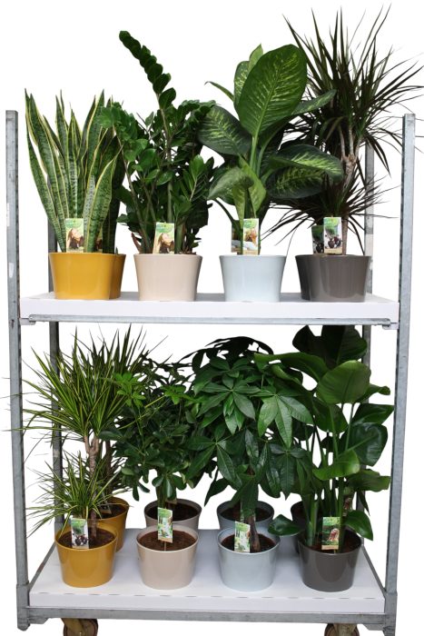 Plantenmix p21 in Trend keramiek mix - - foto is indicatief, D 21