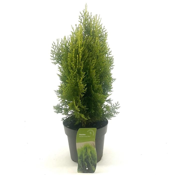 Platycladus or. 'Aurea Nana', D 17