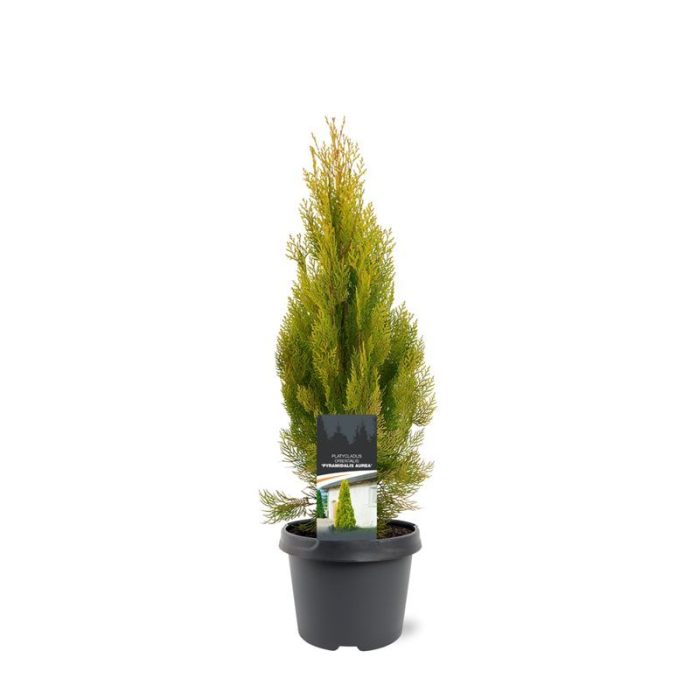 Platycladus orientalis 'Pyramidalis Aurea', D 19