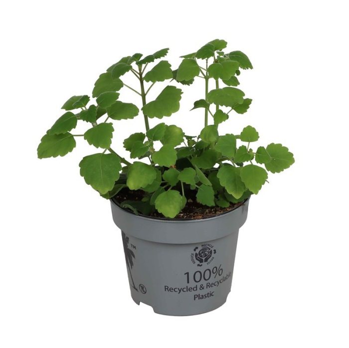 PLECTRANTHUS ERNSTII 'Aroma', D 12
