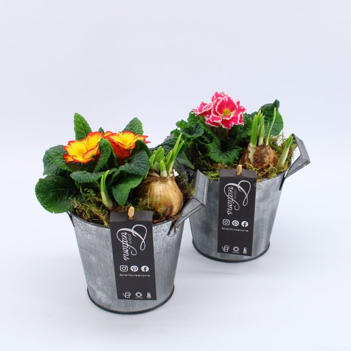 PMCR-2623 Primula creations, D 14